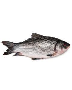 Catla Freshwater Fish – Fresh & Premium Quality | 500g