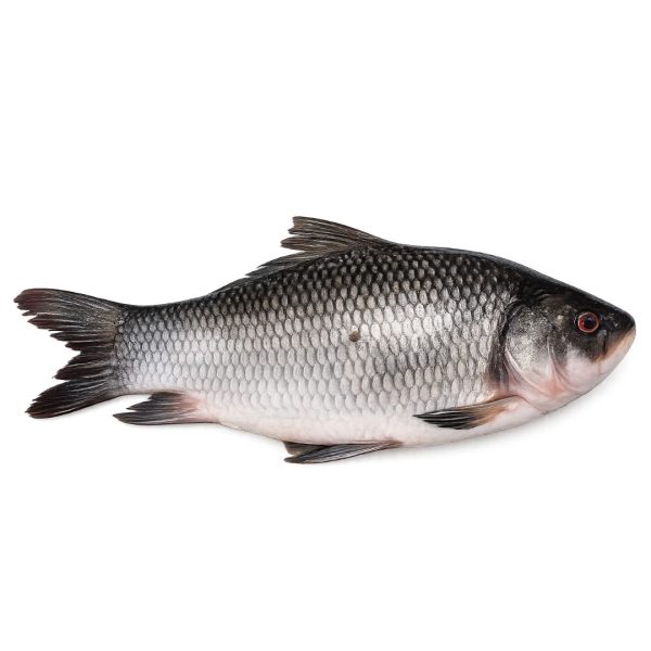 Catla Freshwater Fish – Fresh & Premium Quality | 500g