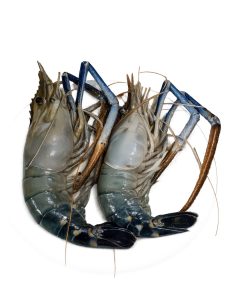 Fresh Shrimp (Prawns) – Premium Farm Fresh Shrimp | 500g
