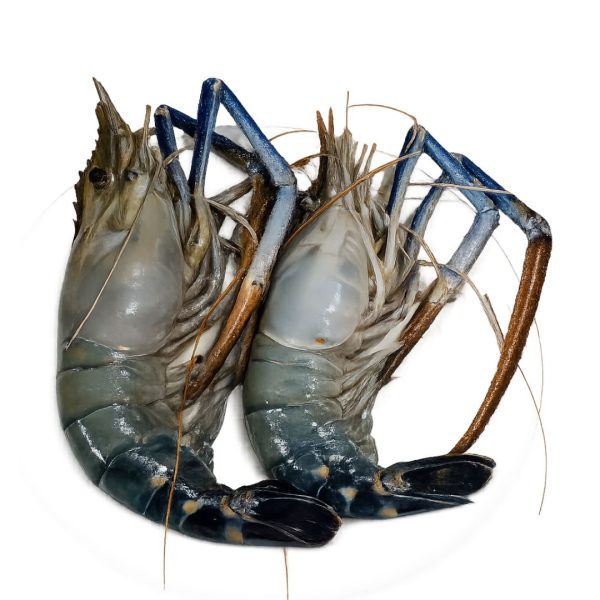Fresh Shrimp (Prawns) – Premium Farm Fresh Shrimp | 500g